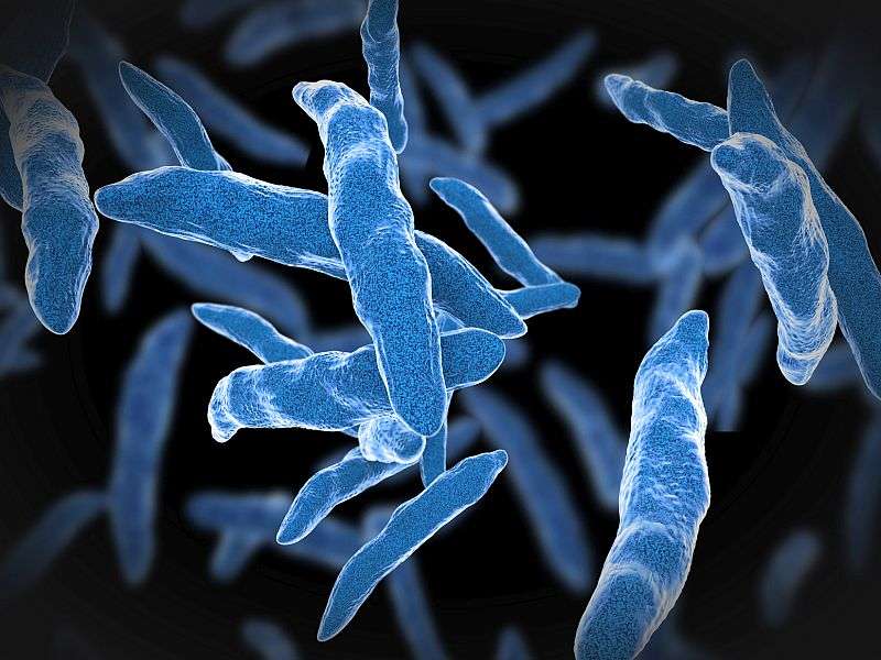 Mycobacterium tuberculosis