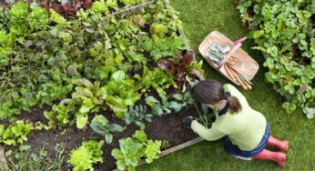 Seni Berkebun untuk Kesehatan Mental